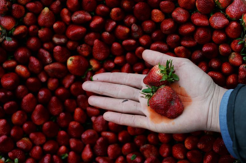 Strawberries: The Berry With A Bitter Truth
