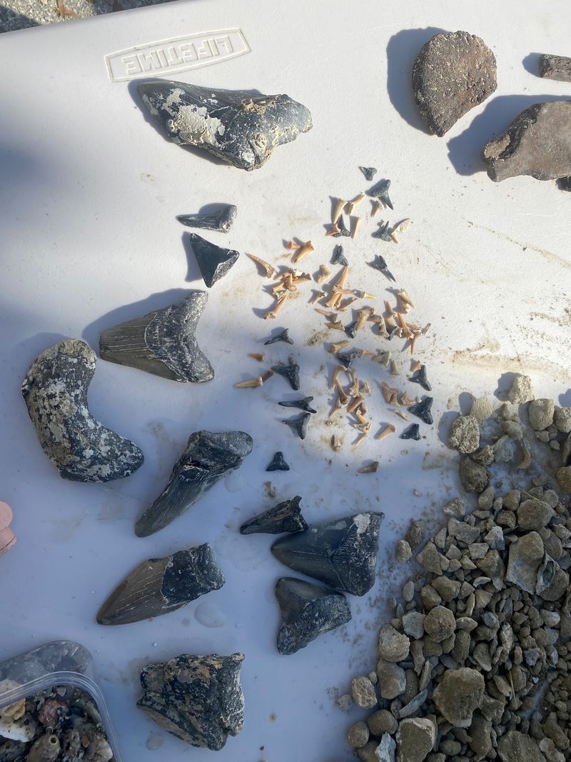 Spinner Sharks Put On A Show Near The Shore
