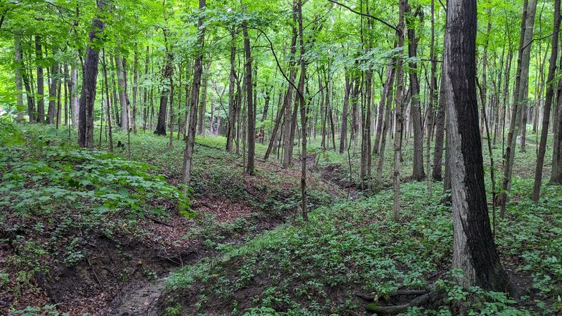 Spitler Woods State Natural Area, Mt. Zion, Illinois