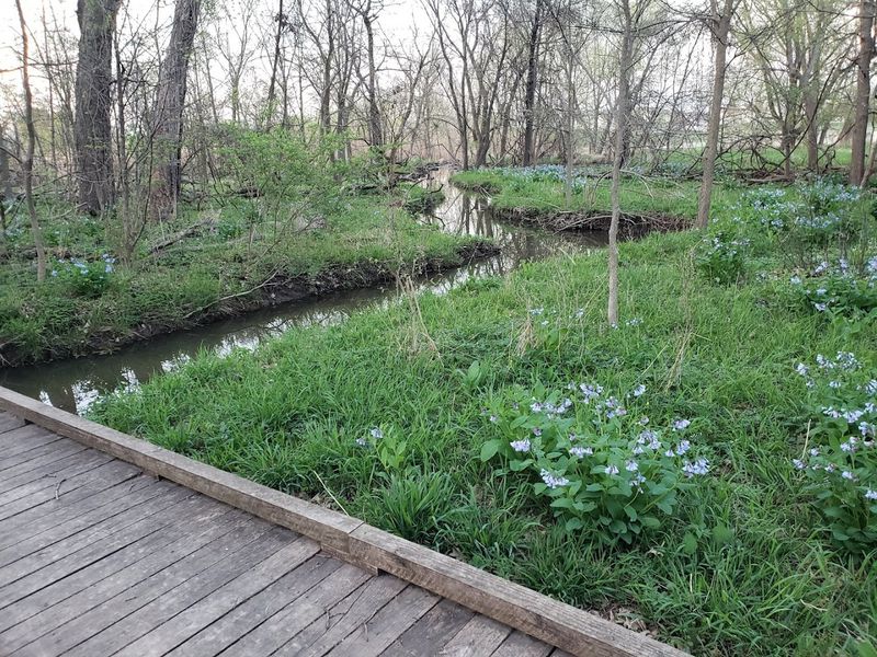 O'Hara Woods Preserve, Romeoville, Illinois