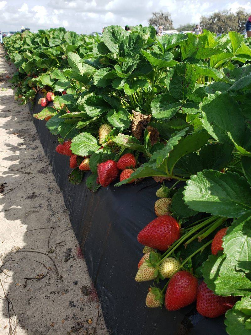 Spivey Farms - 6101 S County Road 39, Plant City