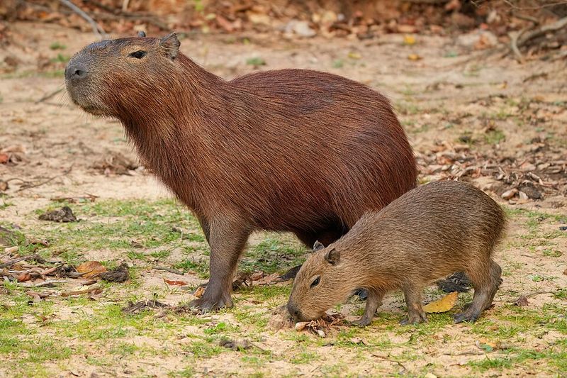 Capybara Moments And Gentle Facts