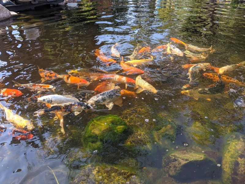 Animals Around Every Corner