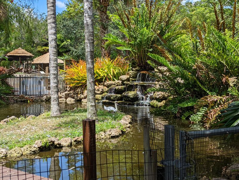 Lorikeets, Macaws, And Feathered Drama