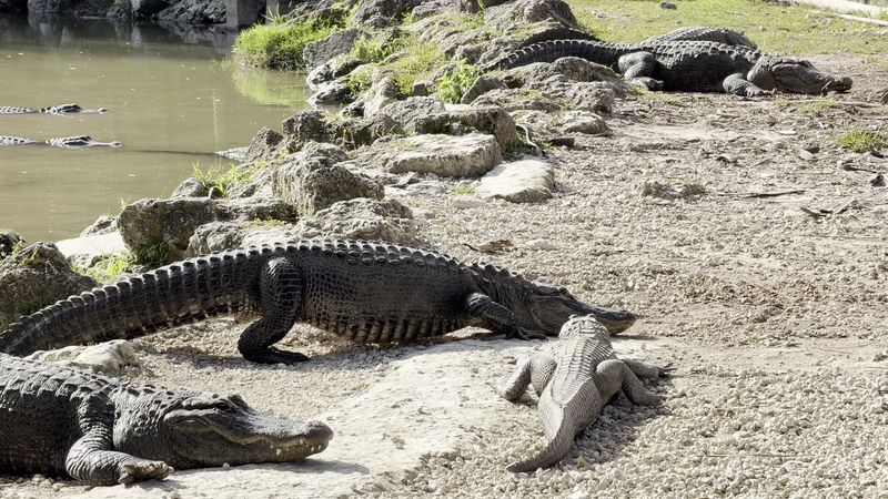 Spot Alligators And Turtles In The Ponds Spot Alligators And Turtles In The Ponds