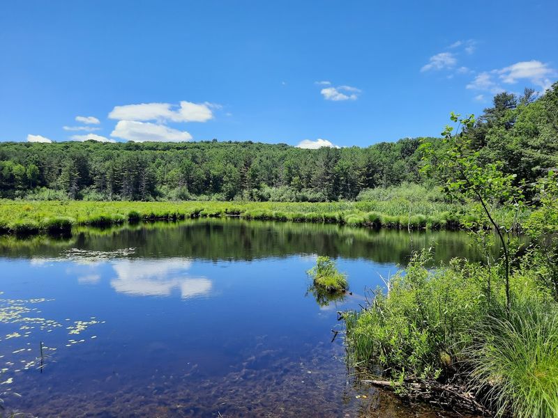 Spot Local Birds And Wildlife