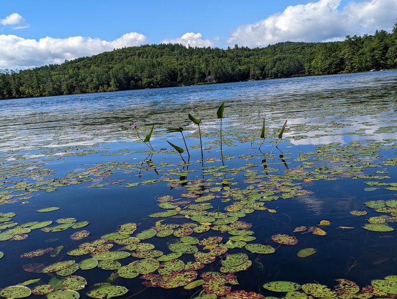 Spotting Loons, Eagles, And Wildlife Up Close