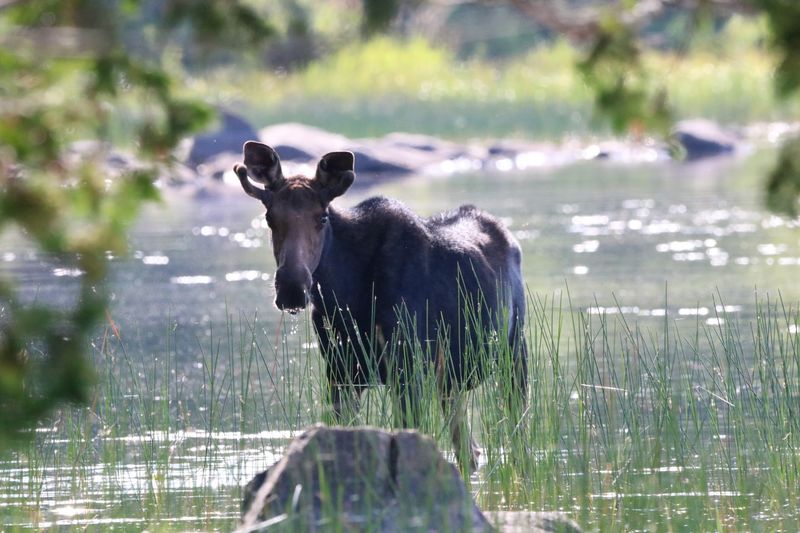 Spotting The North Woods' Gentle Giants