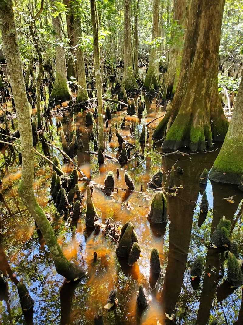 Wildlife You Might Spot On The Way