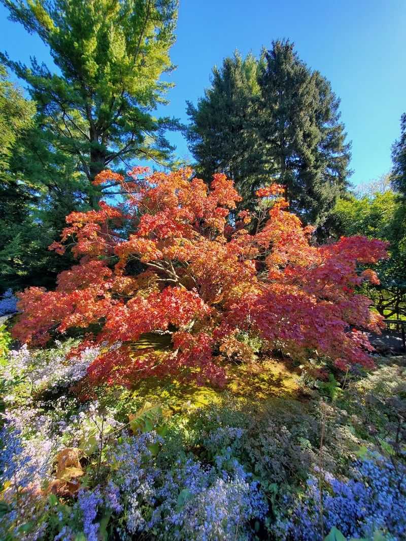 Fall Colors And The Garden's Autumn Personality