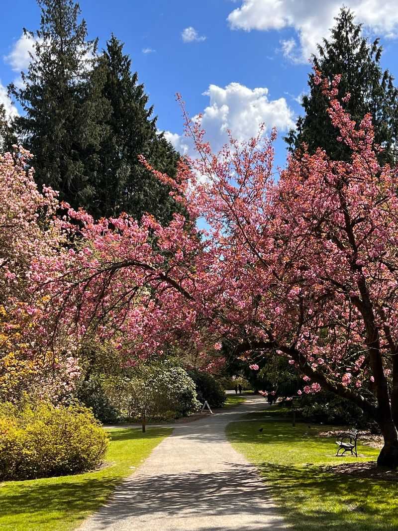 Spring Blossoms That Light Up the Grounds