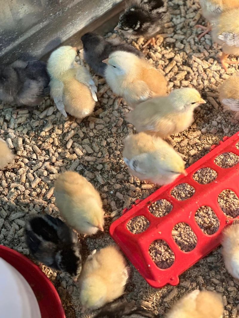 Spring Chicks That Test Everyone's Willpower