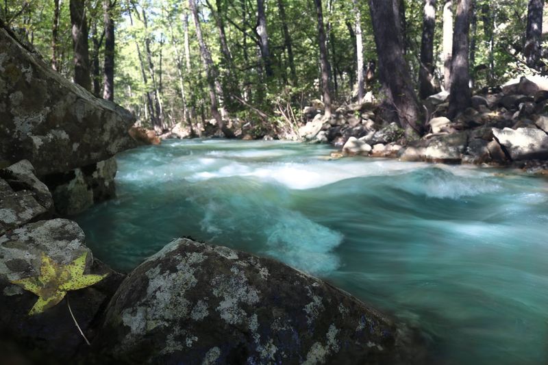 Fern Lined Ravines And Moss Draped Ledges In Constant Mist