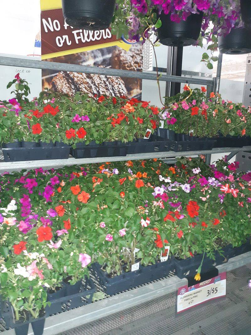 Spring Flowers And Garden Plants Out Front