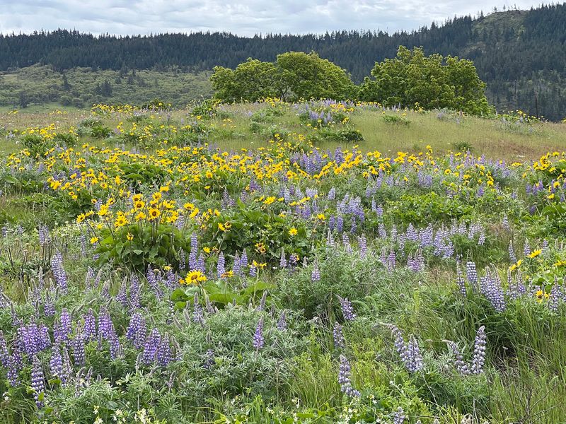 Spring Paints The Hills In Gold And Purple