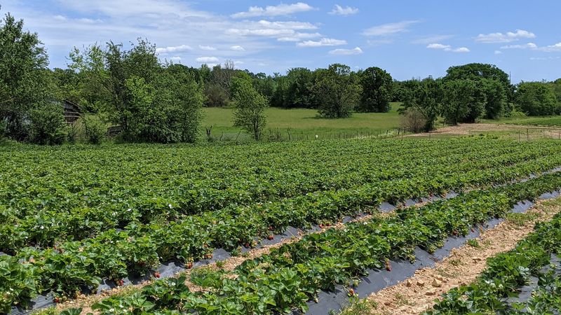 Family Owned Farm Known For Generations Of Local Growing