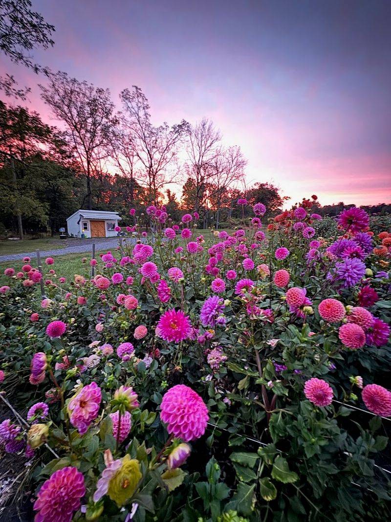 Spring Garden Flower Farm