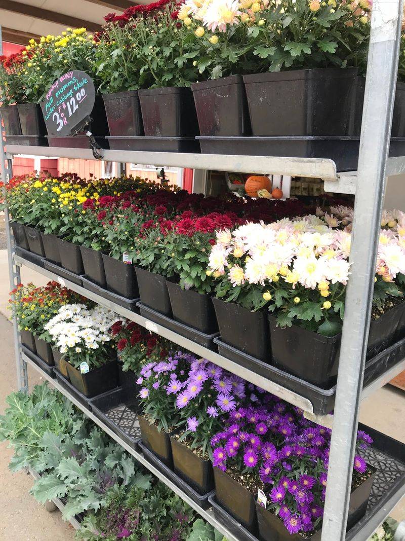 Spring Veggie Starts For Backyard Growers