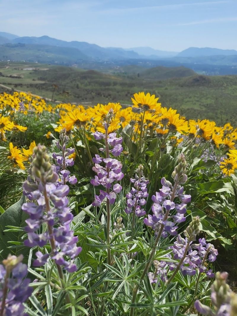 Spring Wildflowers And The Valley Coming Alive
