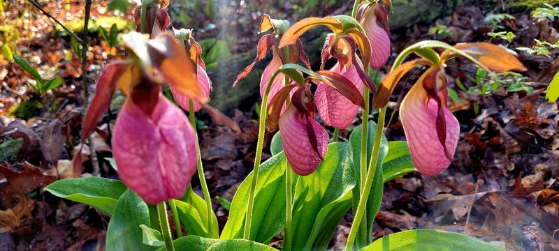 Spring Wildflowers That Transform The Forest Floor Spring Wildflowers That Transform The Forest Floor