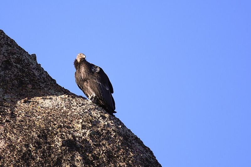 California Condors Soaring Overhead Like Living Legends