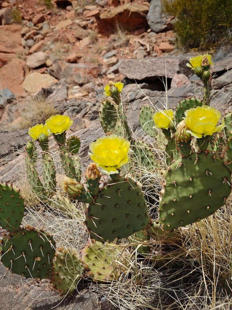 Spring Wildflowers Turn the Desert Into Something Unexpected