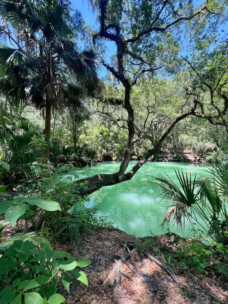 Spring-to-Spring Trail - Gemini Springs Park Trailhead, DeBary