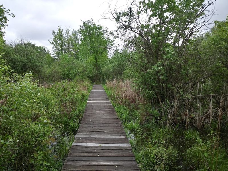 Springville Marsh State Nature Preserve, Carey, Ohio
