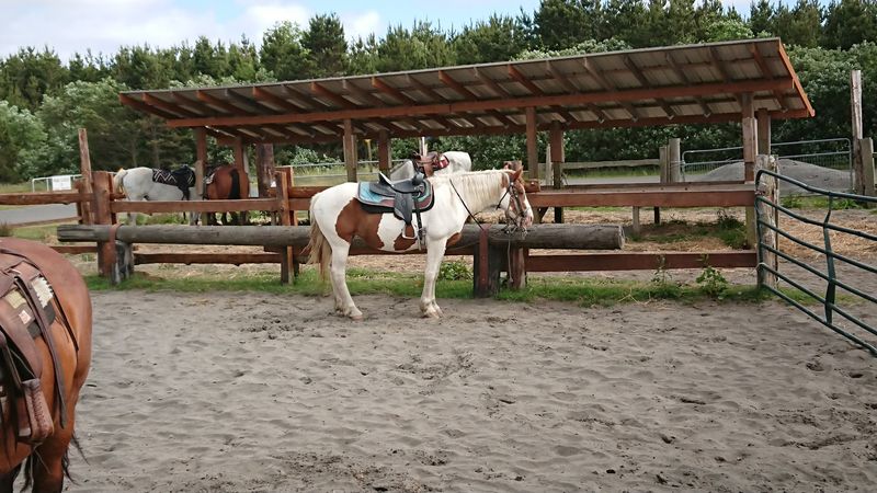 Spruce, Cheyenne, Tux And The Rest Of The Herd