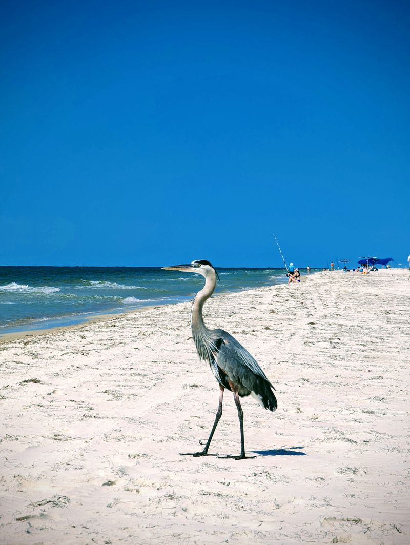 Dr. Julian G. Bruce St. George Island State Park – St. George Island