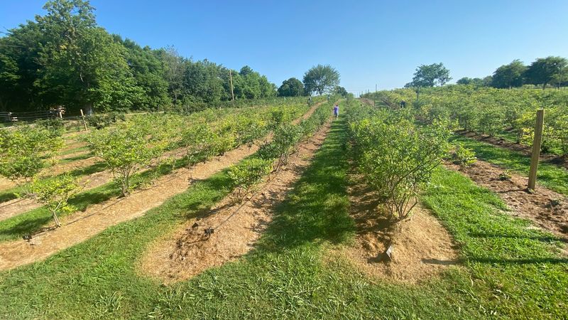Sta-N-Step Blueberry Farm 