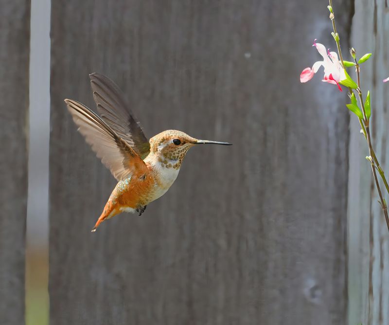 Winter Prep for Spring