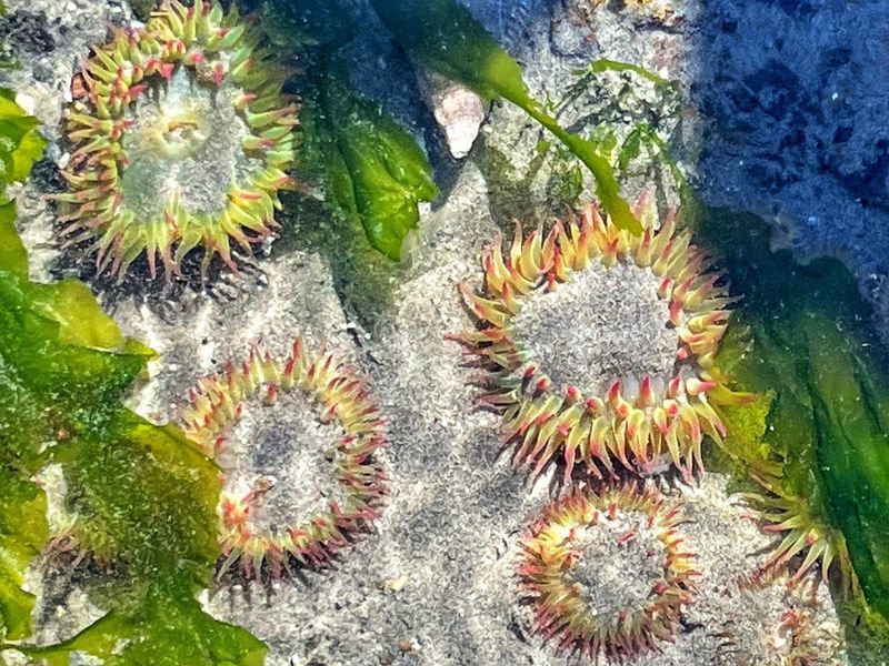 Starfish Clinging to Every Rock