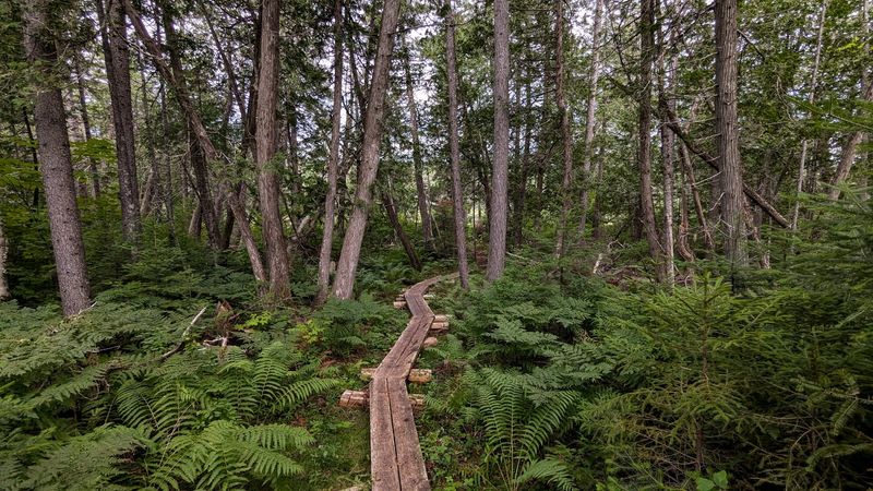 Hiking Trails Through Old-Growth Forest