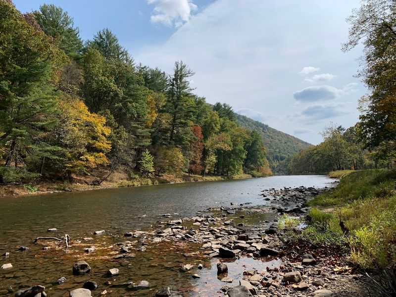 Bald Eagles Nest In The Park