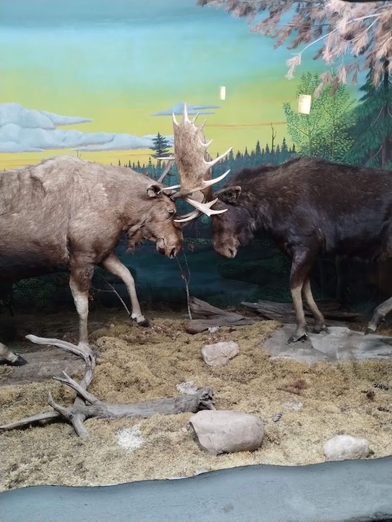 Start By Looking At The Dioramas Slowly