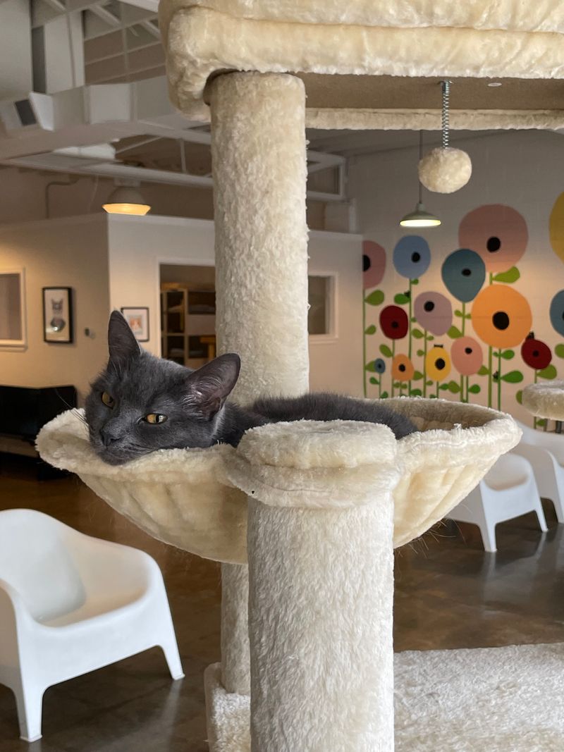 Time Your Visit Around Cat Naps