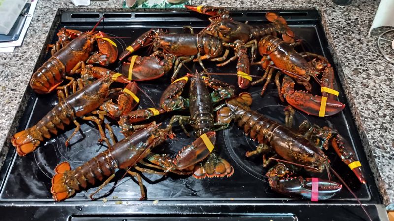 Cold With Mayo, Light Touch