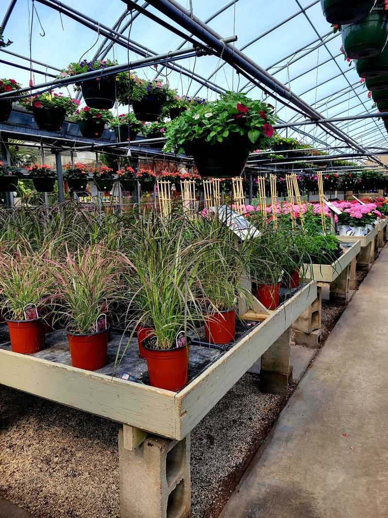 Start With The Homegrown Plants