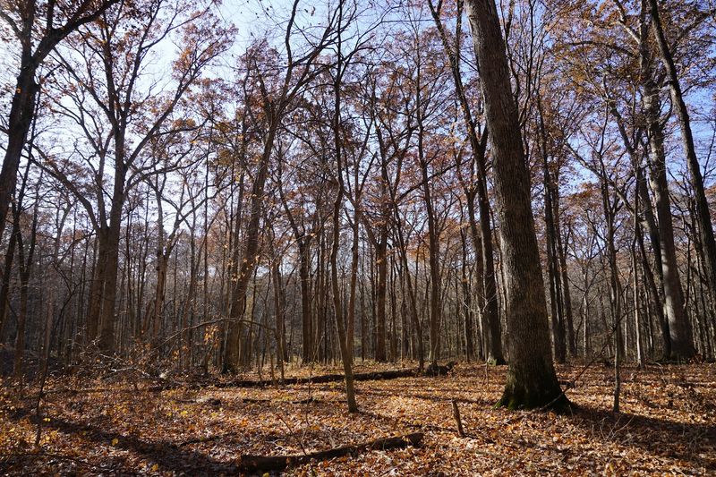 Spitler Woods State Natural Area, Mt. Zion, Illinois