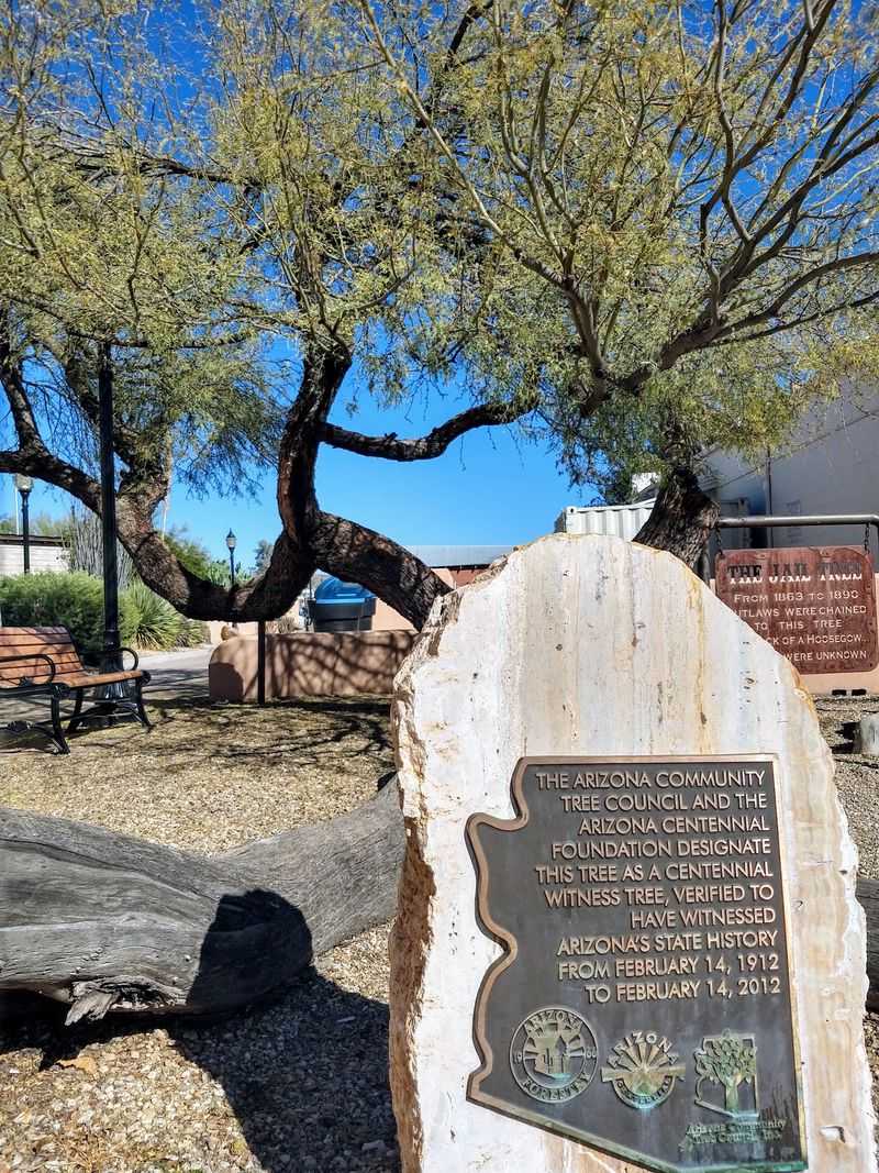 Statewide Honors for an Ordinary-Looking Tree