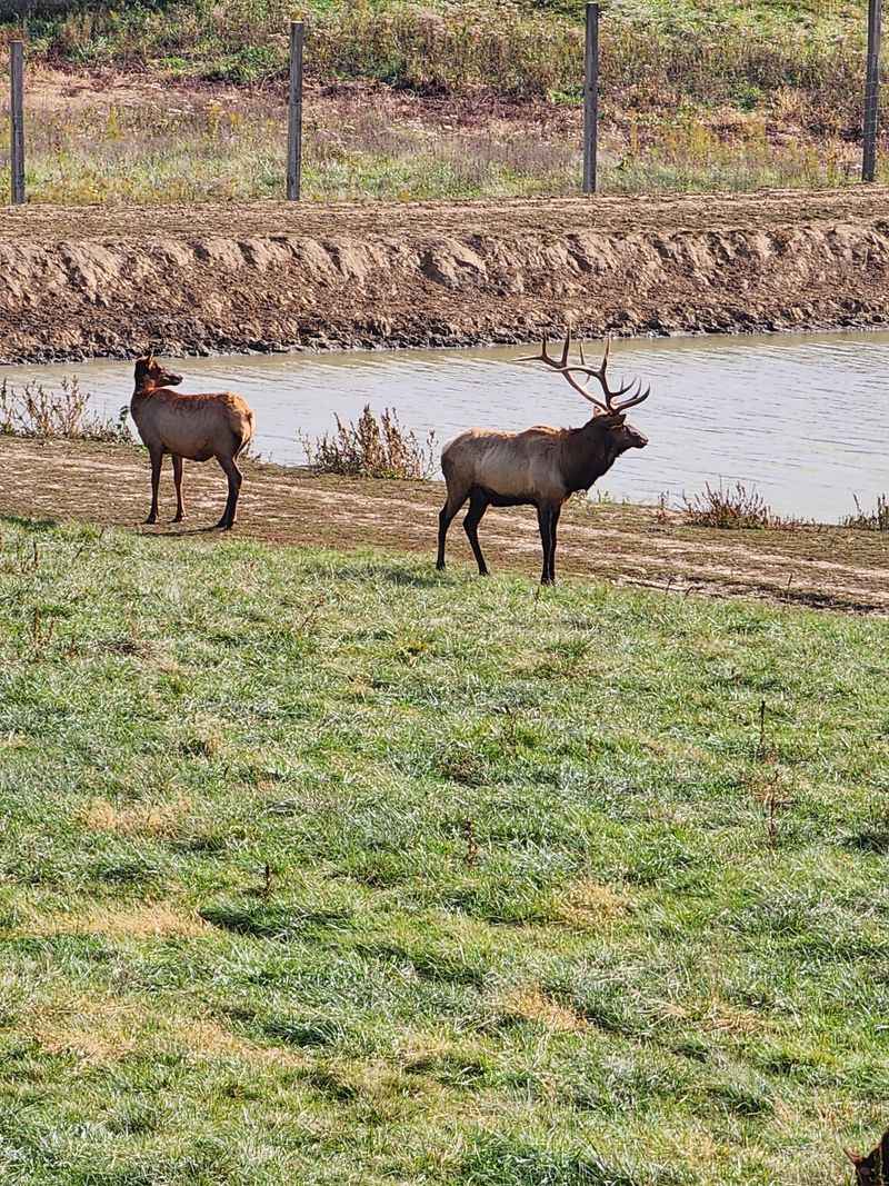Meet The Illinois Icons: Bison And Elk