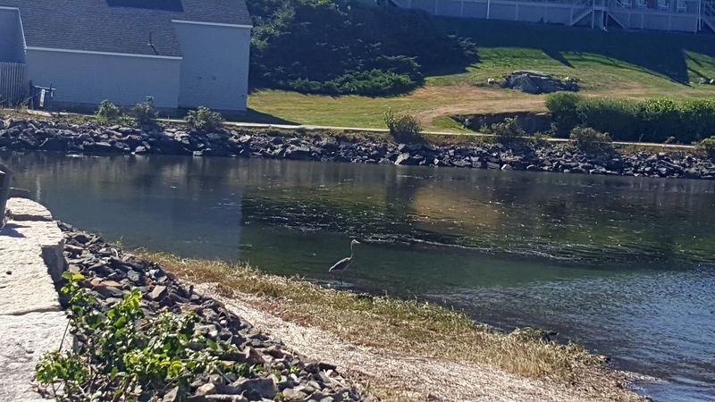 Wildlife That Seems Completely Unbothered