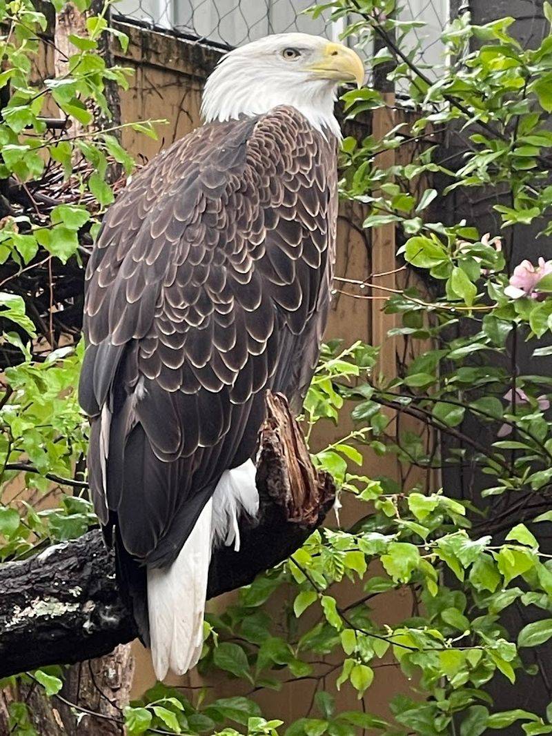 Steller's Sea Eagles Up Close Steller's Sea Eagles Up Close