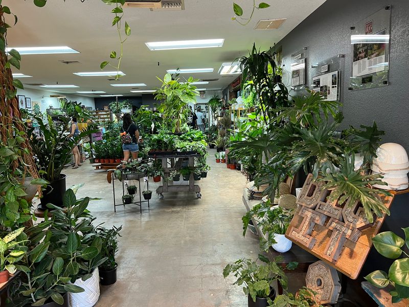 Stepping Into The Urban Oasis Atmosphere