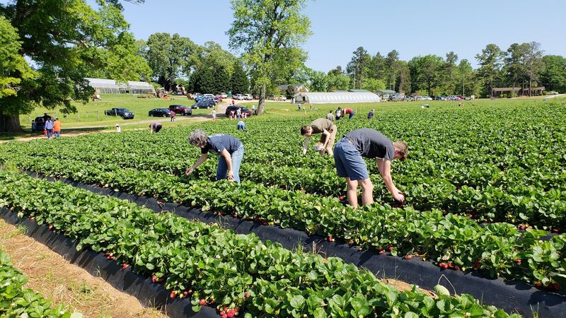 Stewart Farms, Enoree