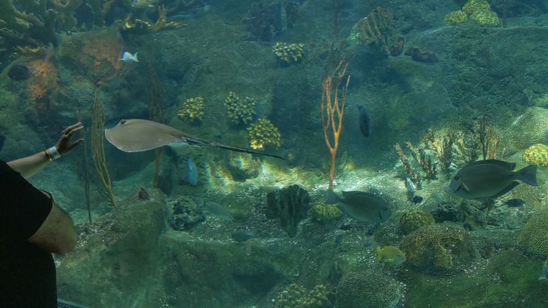 Stingray Touch Tanks Are A Highlight For Evening Guests Stingray Touch Tanks Are A Highlight For Evening Guests