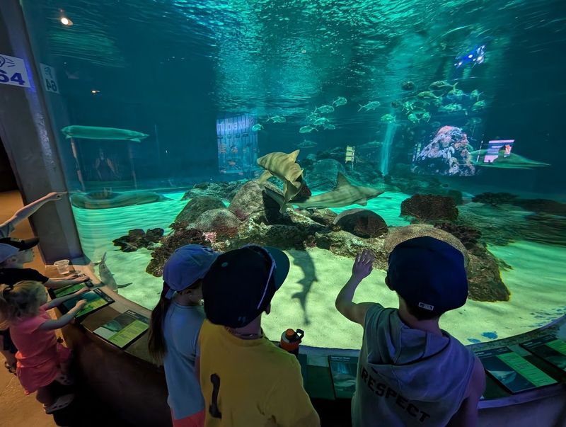 Stingray Touch Tanks Up Close Stingray Touch Tanks Up Close