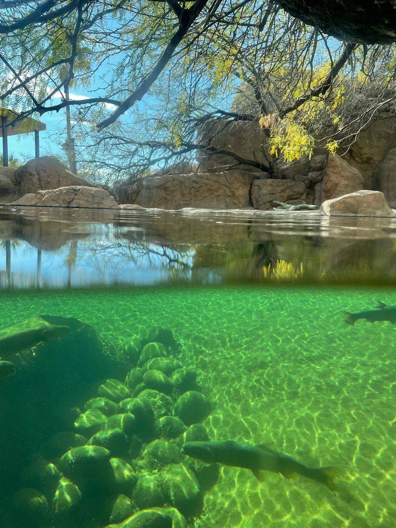 Stingray Touch and the Little Aquarium