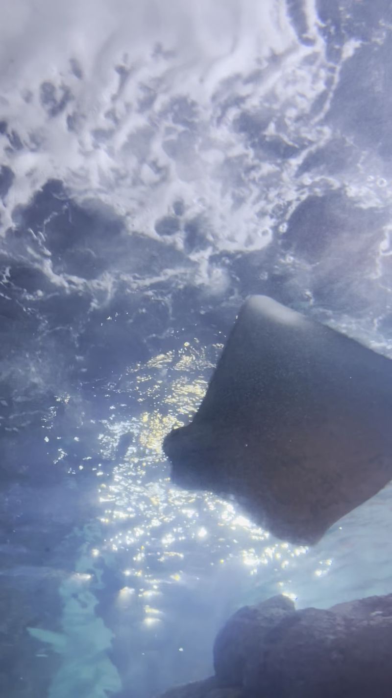Stingray Touching Starts With The Tank Rules